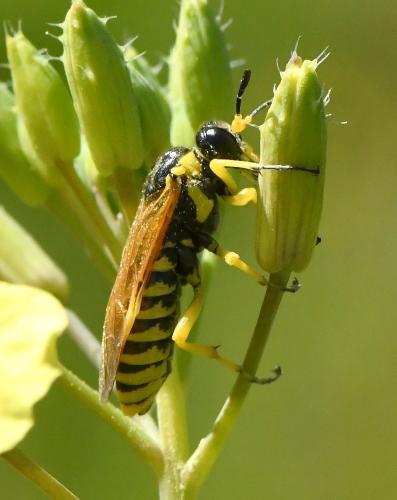 Réf. 227 379 : Elinora baetica dominiquei